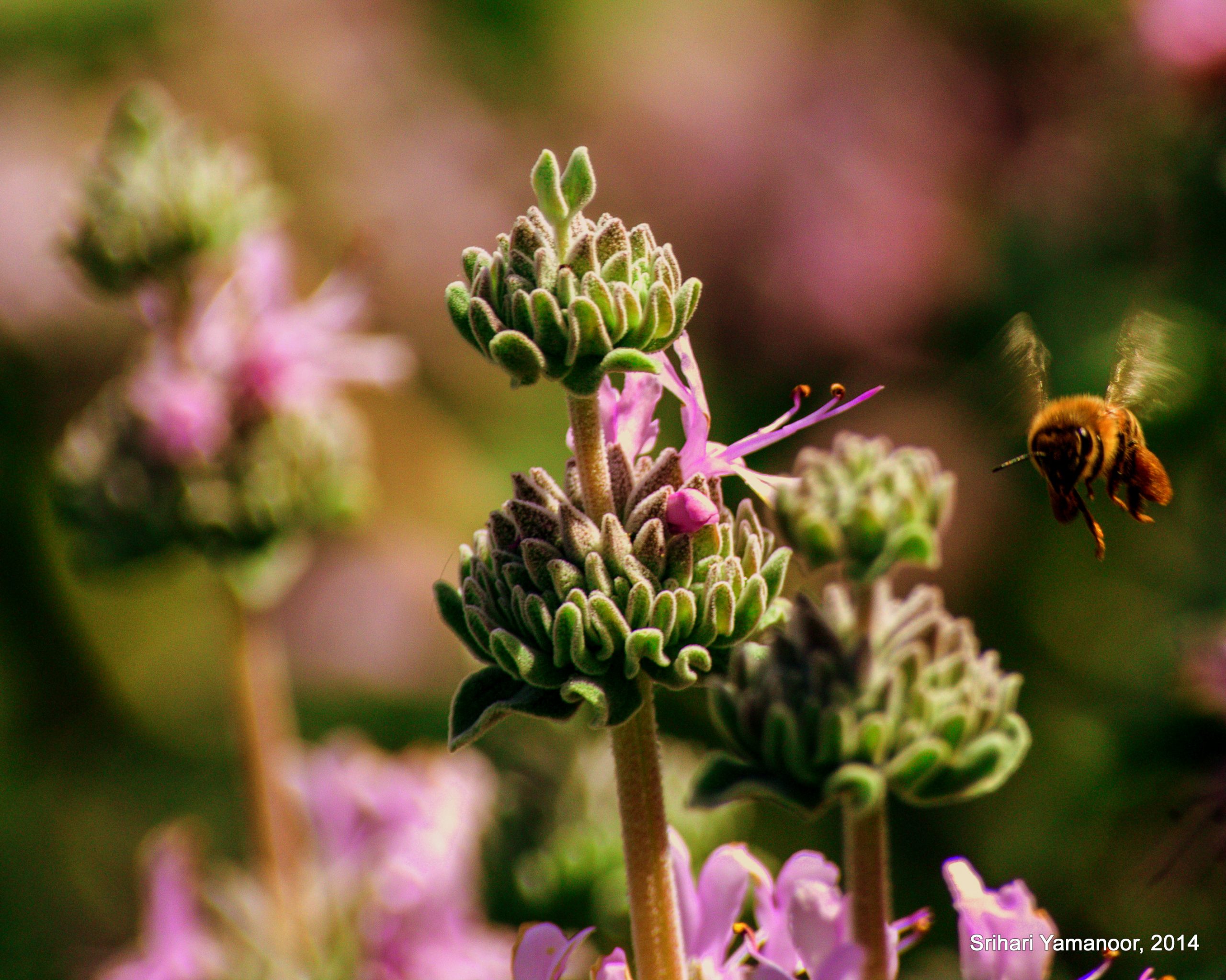 Bees, our pollinators – World/National Honey Bee Day