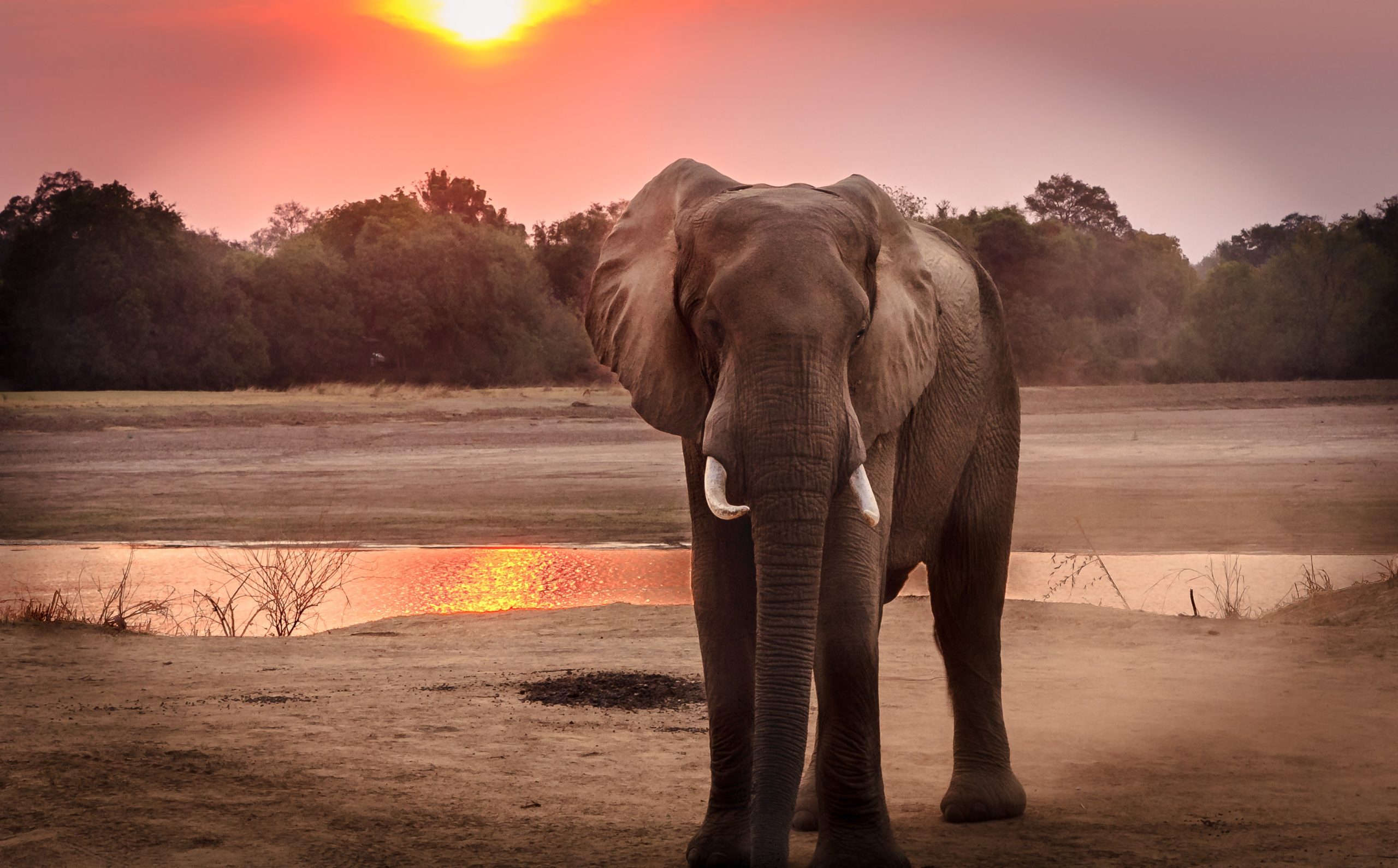 World Elephant Day 2020!